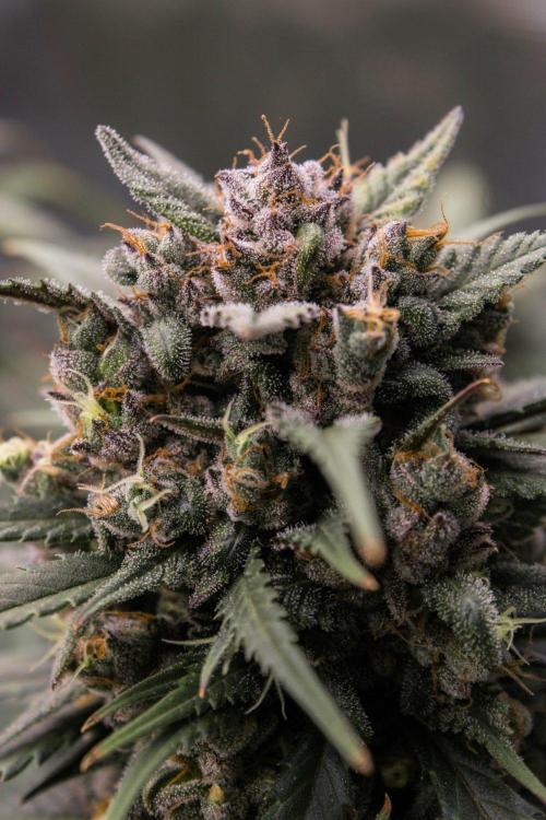 Strawberry Gorilla from Fastbuds. Week 11