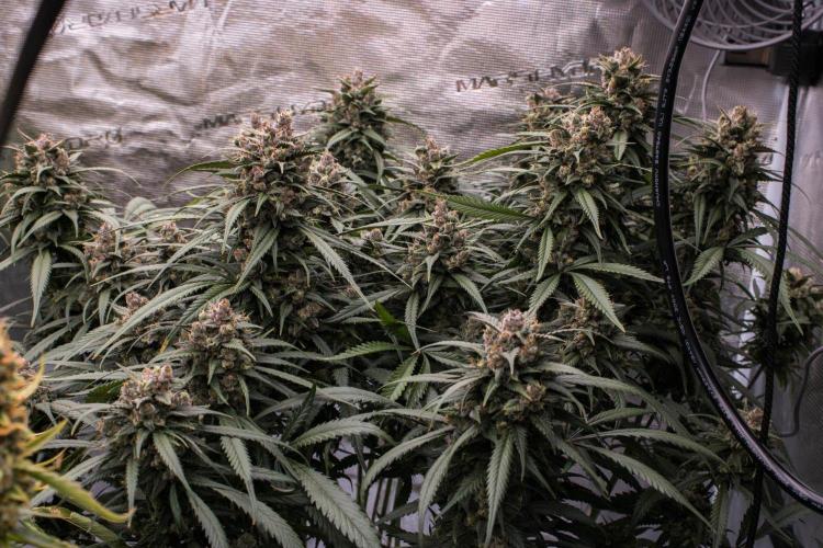 Strawberry Gorilla from Fastbuds. Week 11