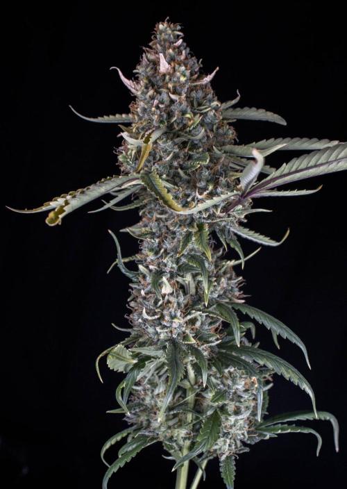 Papaya Cookies from Fastbuds. Week 12