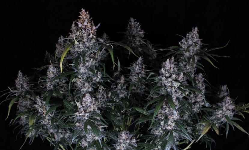 Jet Fuel Gelato Auto by Ganjafarmer. Week 13