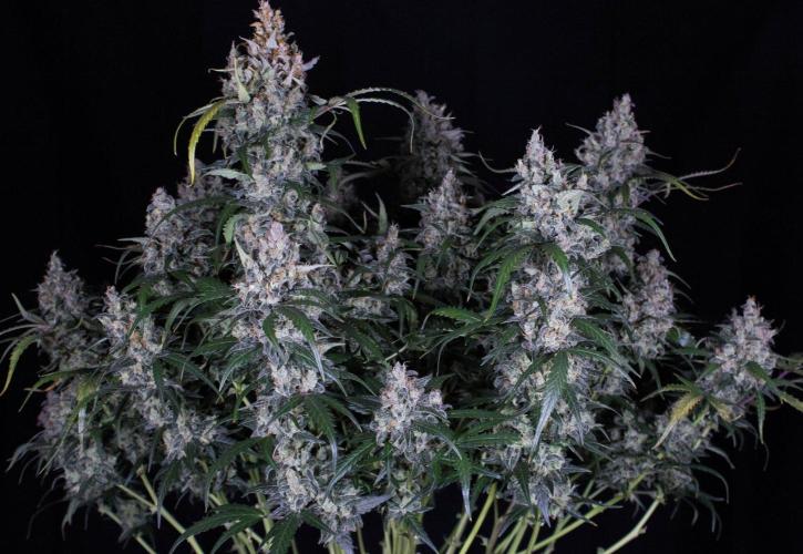 Jet Fuel Gelato Auto by Ganjafarmer. Week 13