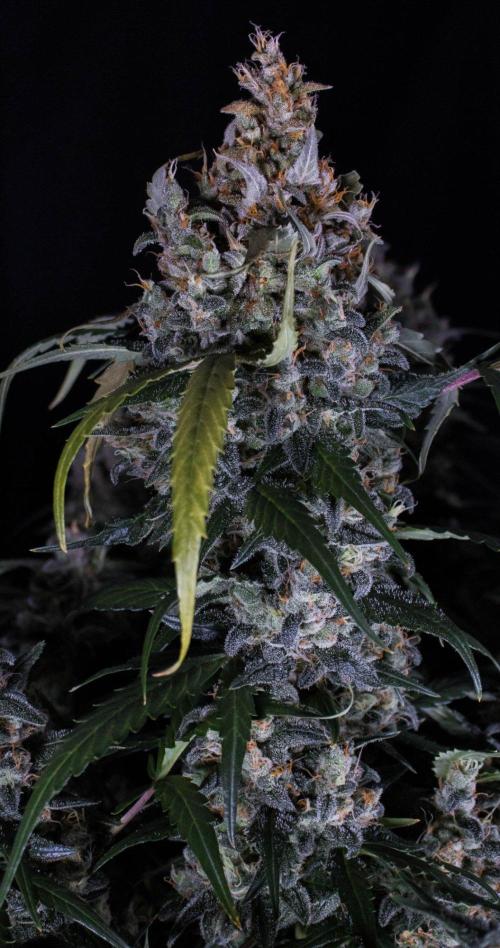 Jet Fuel Gelato Auto by Ganjafarmer. Week 13