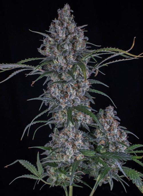 Jet Fuel Gelato Auto by Ganjafarmer. Week 13