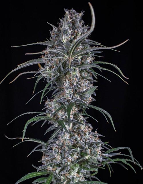 Jet Fuel Gelato Auto by Ganjafarmer. Week 13