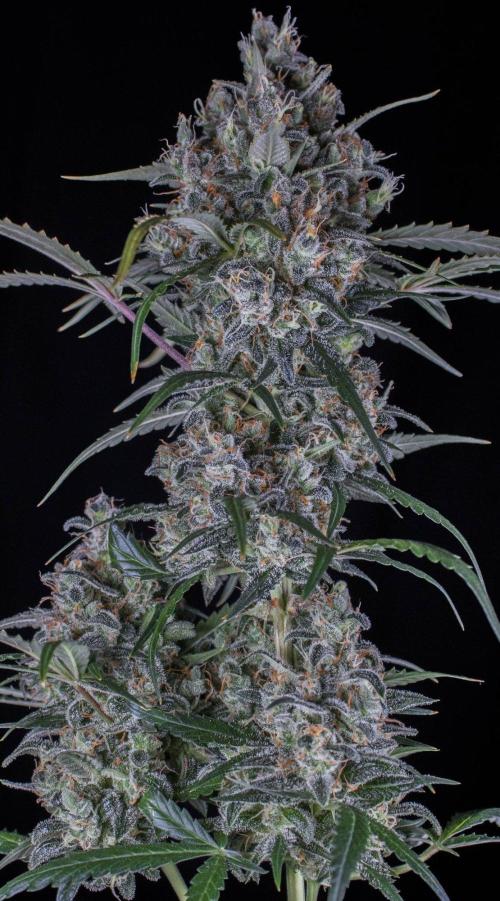 Jet Fuel Gelato Auto by Ganjafarmer. Week 13