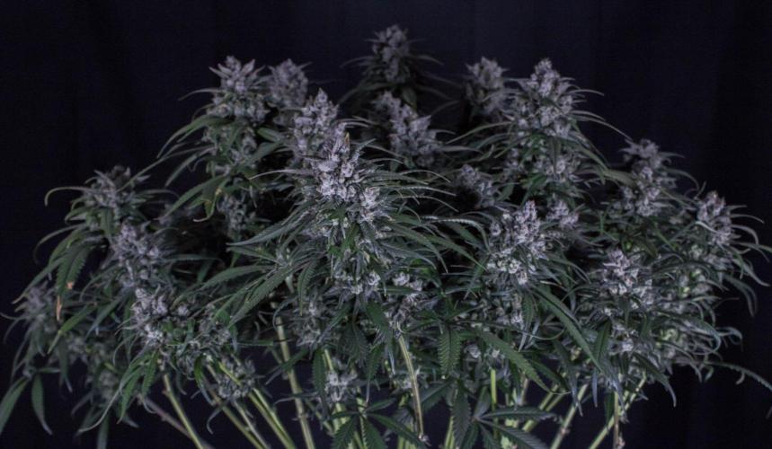 Strawberry Gorilla from Fastbuds. Week 12