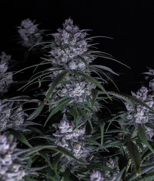 Strawberry Gorilla from Fastbuds. Week 12