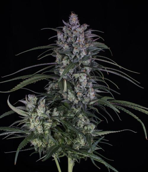Strawberry Gorilla from Fastbuds. Week 12
