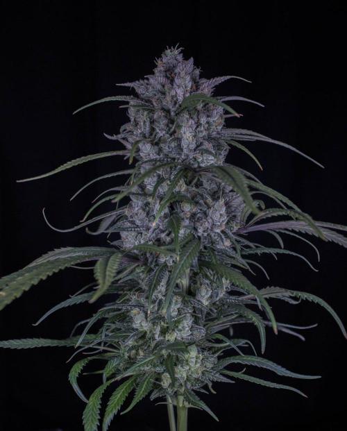 Strawberry Gorilla from Fastbuds. Week 12