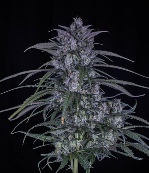 Strawberry Gorilla from Fastbuds. Week 12