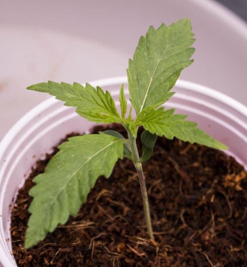 Blueberry Muffin - Humboldt Seed Company. Week 1