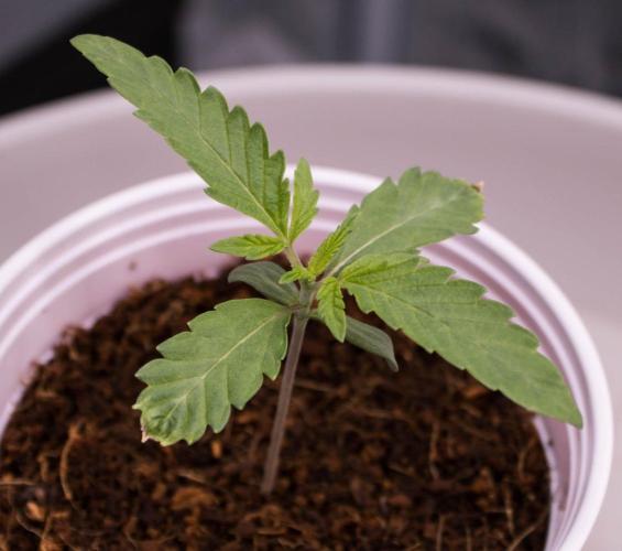 Jelly Donutz by Humboldt Seed Company. Week 1