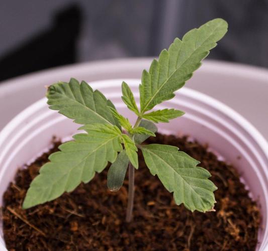 Jelly Donutz by Humboldt Seed Company. Week 1