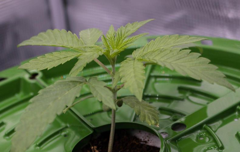 Jelly Donutz by Humboldt Seed Company. Week 2