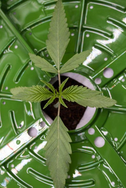 Cherry Bacio - Sensi x Sherbinski. Week 2