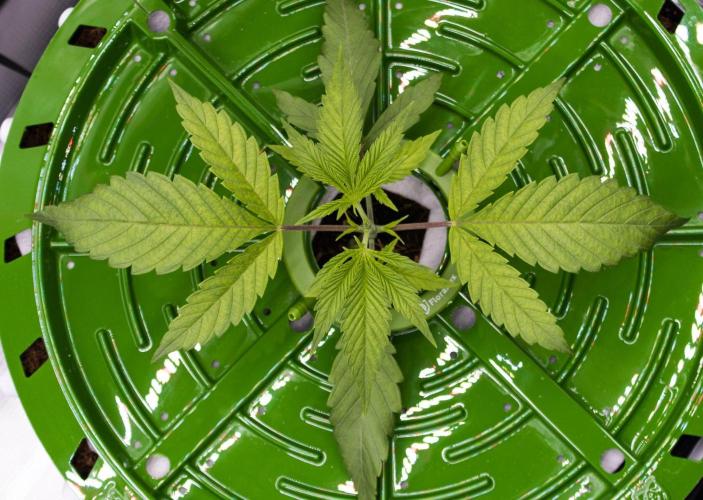 Cherry Bacio - Sensi x Sherbinski. Week 3