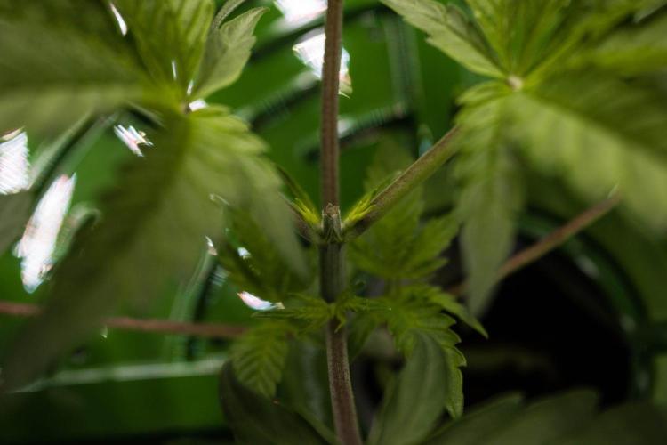 Jelly Donutz by Humboldt Seed Company. Week 3