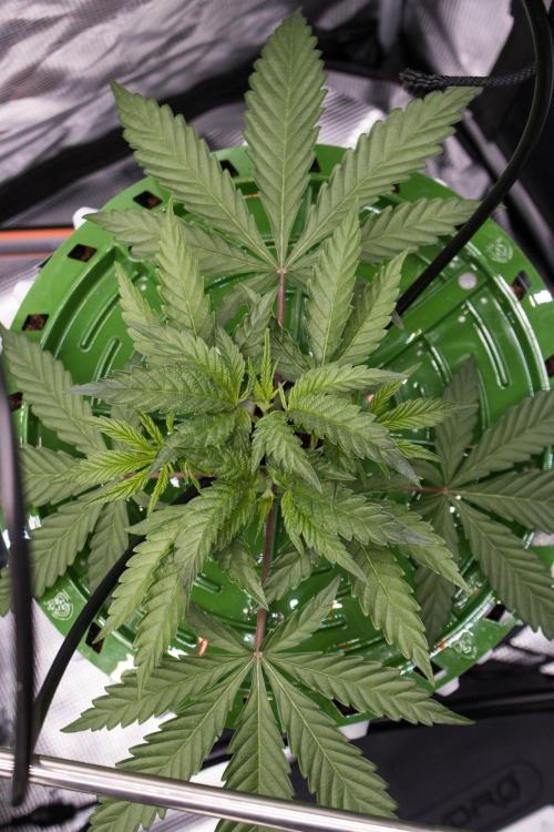 Jelly Donutz. Week 4