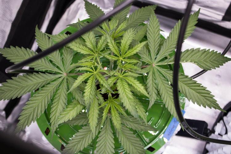Blueberry Muffin - Humboldt Seed Company. Week 4