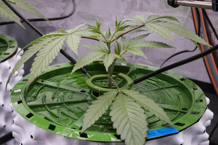 Cherry Bacio - Sensi x Sherbinski. Week 4