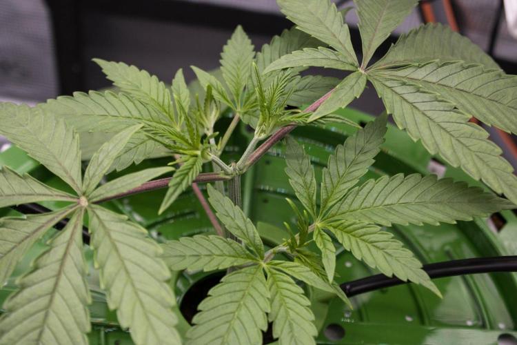 Cherry Bacio - Sensi x Sherbinski. Week 4