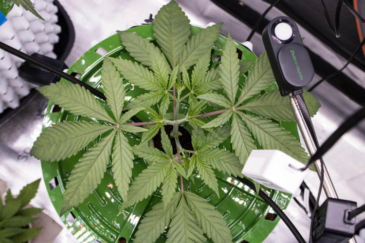 Cherry Bacio - Sensi x Sherbinski. Week 4