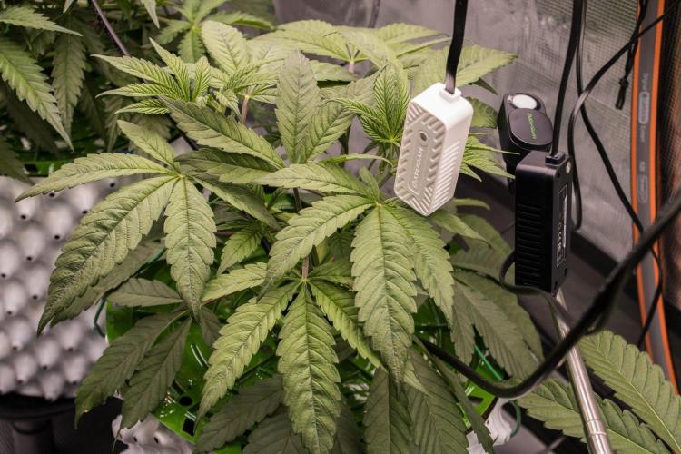 Cherry Bacio - Sensi x Sherbinski. Week 5