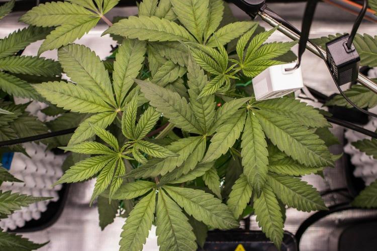 Cherry Bacio - Sensi x Sherbinski. Week 5