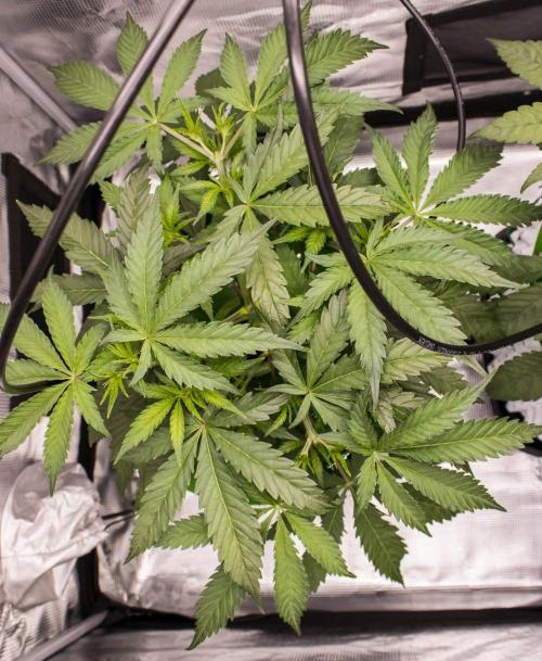 Blueberry Muffin - Humboldt Seed Company. Week 5