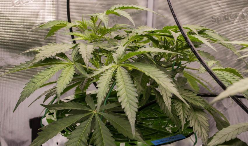 Blueberry Muffin - Humboldt Seed Company. Week 5