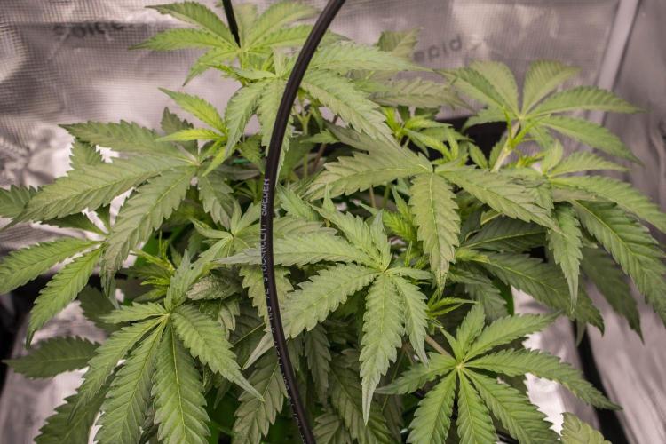 Pro White Grow Tent 4.6’x2.3’x6.5′ (2000D). Week 5