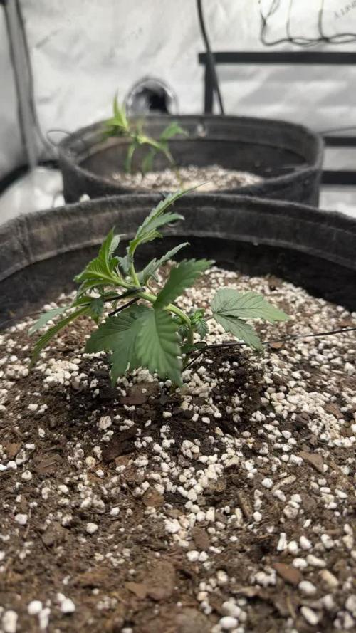 Barney Farm's Blueberry Cheese AUTO