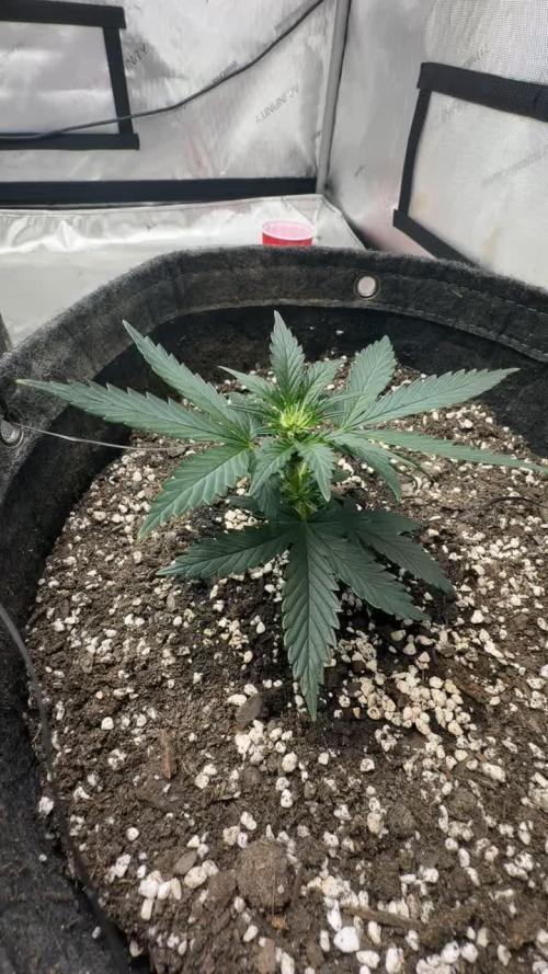 Barney Farm's Blueberry Cheese AUTO