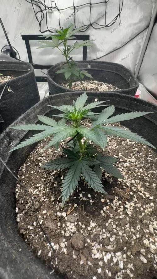 Barney Farm's Blueberry Cheese AUTO 