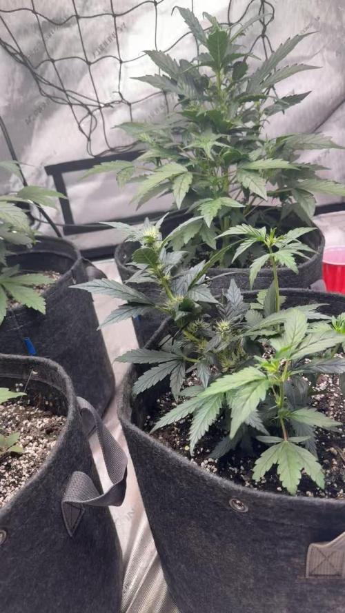 Barney Farm's Blueberry Cheese AUTO