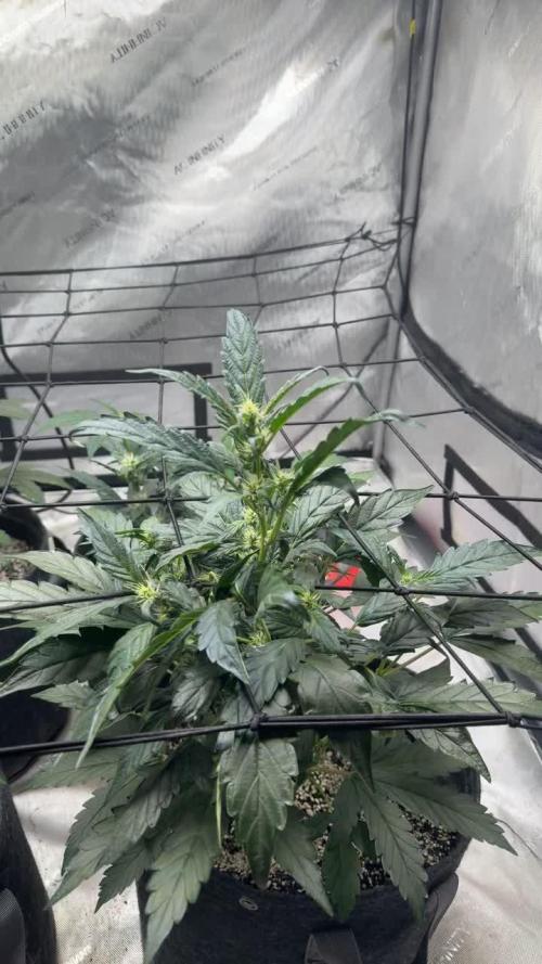 Barney Farm's Blueberry Cheese AUTO