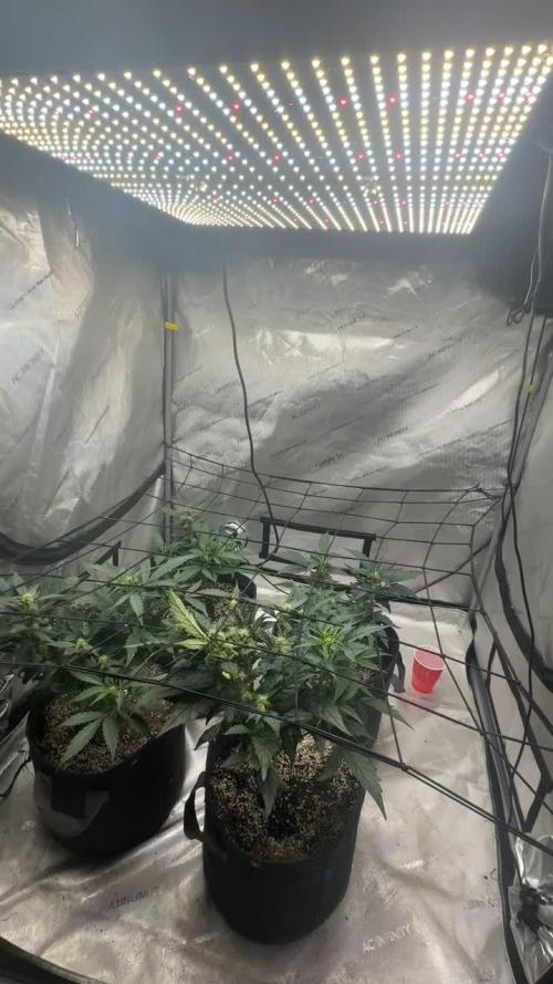 Barney Farm's Blueberry Cheese AUTO