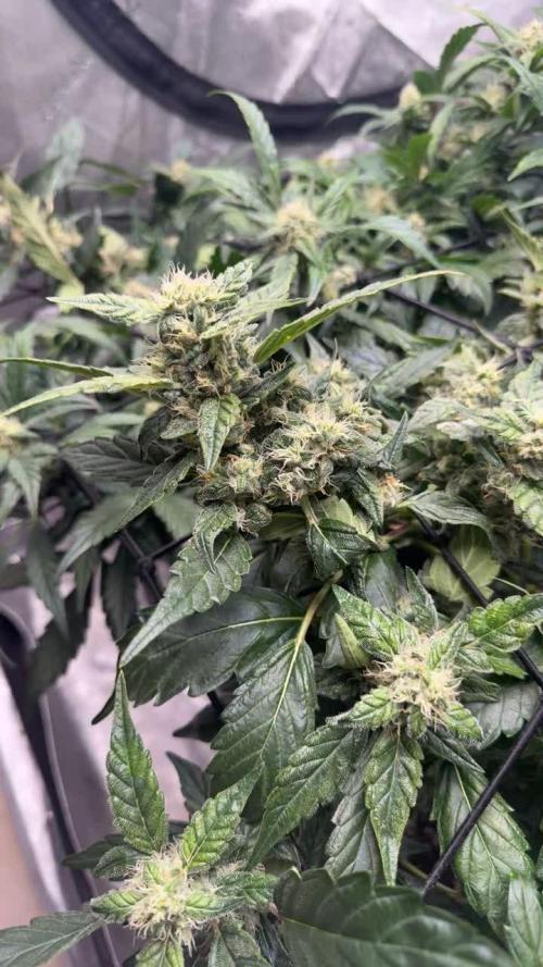 Barney Farm's Blueberry Cheese AUTO