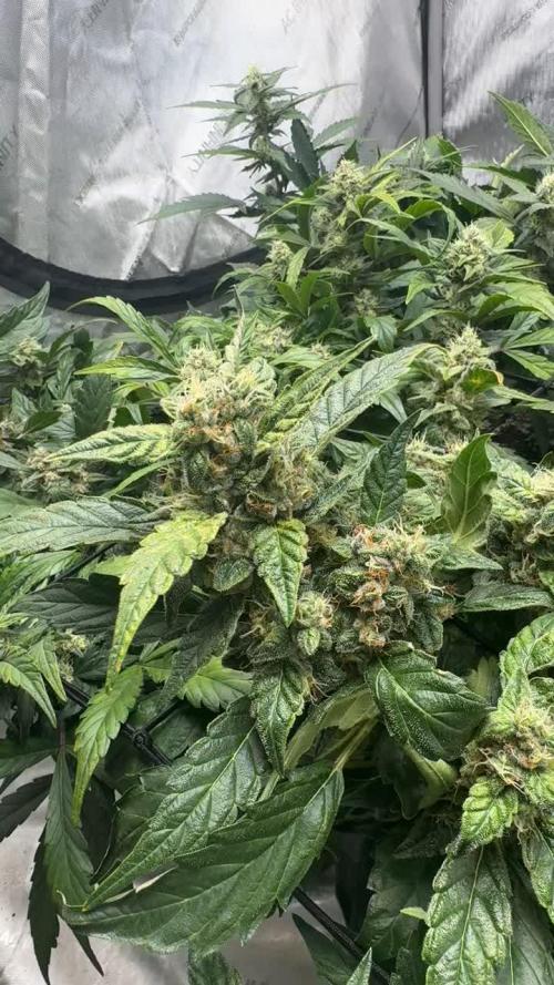 Barney Farm's Blueberry Cheese AUTO
