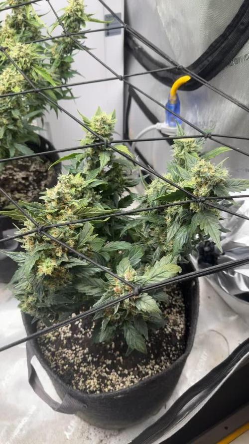 Barney Farm's Blueberry Cheese AUTO