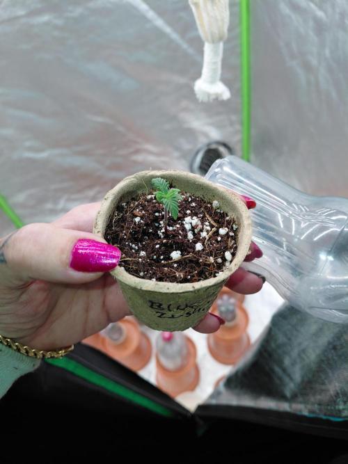 Kushqueens blue zushi. Week 1