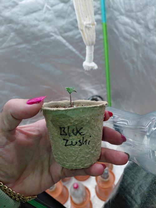 Kushqueens blue zushi. Week 1