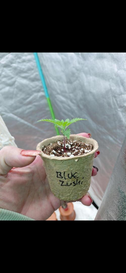 Kushqueens blue zushi. Week 2