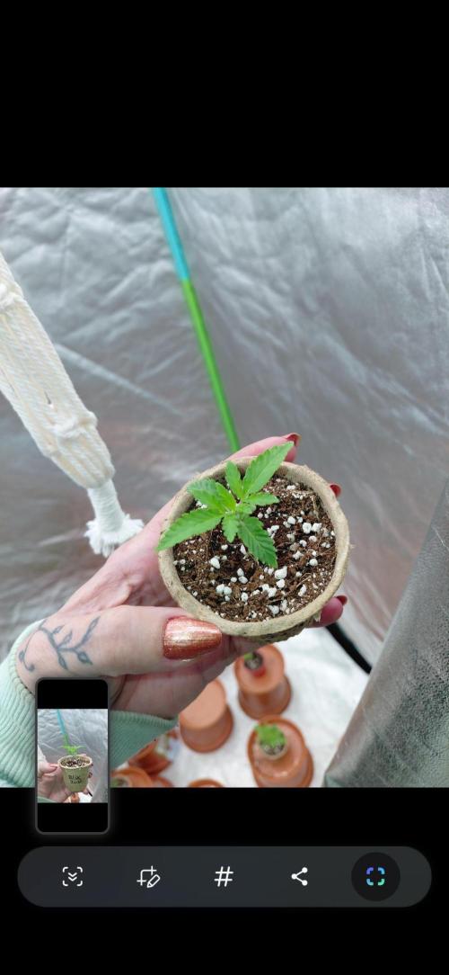 Kushqueens blue zushi. Week 2