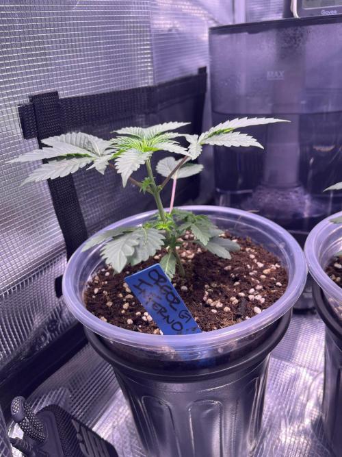 Champion. Week 1 - OREOZ INFERNO 