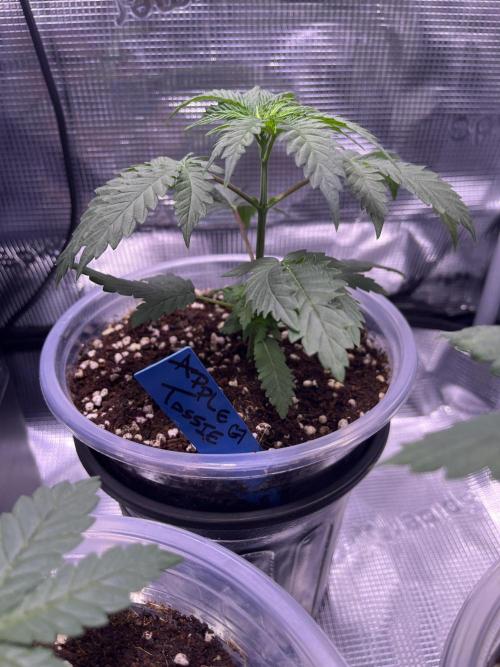 Champion. Week 1 - APPLE TASSIE