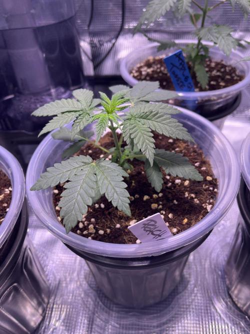 Champion. Week 1 - PEACH CRESCENDO