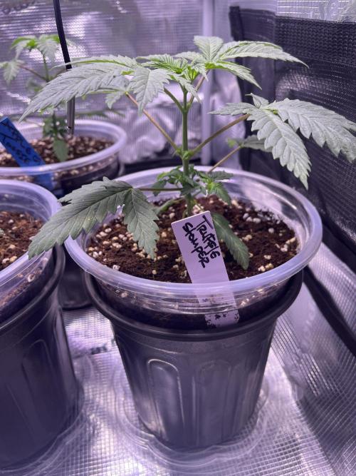 Champion. Week 1 - TRUFFLE STOMPER
This is going to be a monster plant.  