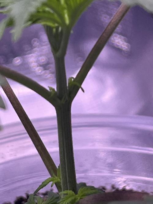 Champion. Week 1 - Female?? I say yes..