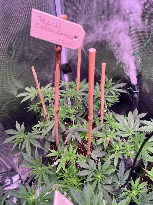 Champion. Week 2 - Broke her spine like the statue in Beetlejuice that turned into a crab. SIGHTS!